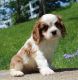 Cavalier King Charles Spaniel Puppies for sale in Basking Ridge, NJ 07920, USA. price: NA