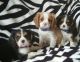 Cavalier King Charles Spaniel Puppies for sale in White Hall, AR 71602, USA. price: NA