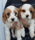 Cavalier King Charles Spaniel Puppies for sale in California St, San Francisco, CA, USA. price: NA