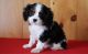 Cavalier King Charles Spaniel Puppies for sale in Escondido, CA, USA. price: NA