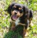 Cavalier King Charles Spaniel Puppies for sale in Austin, TX, USA. price: $600
