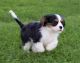 Cavalier King Charles Spaniel Puppies for sale in Dover, DE, USA. price: NA