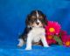 Cavalier King Charles Spaniel Puppies for sale in Irving Park, Chicago, IL, USA. price: NA