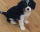 Cavalier King Charles Spaniel Puppies for sale in Mound, MN 55364, USA. price: $500