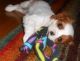 Cavalier King Charles Spaniel Puppies for sale in San Bernardino, CA, USA. price: NA