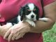 Cavalier King Charles Spaniel Puppies for sale in Tucson, AZ, USA. price: $500