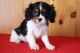 Cavalier King Charles Spaniel Puppies for sale in Bristol, ME, USA. price: NA