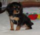 Cavalier King Charles Spaniel Puppies for sale in Bozeman, MT, USA. price: $500