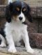 Cavalier King Charles Spaniel Puppies for sale in Bozeman, MT, USA. price: $500