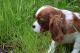 Cavalier King Charles Spaniel Puppies for sale in Cumberland Furnace, TN 37051, USA. price: NA