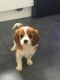 Cavalier King Charles Spaniel Puppies for sale in Cumberland Furnace, TN 37051, USA. price: $300