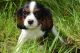 Cavalier King Charles Spaniel Puppies for sale in Cumberland Furnace, TN 37051, USA. price: $300