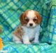 Cavalier King Charles Spaniel Puppies for sale in Cumberland Furnace, TN 37051, USA. price: NA