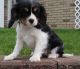 Cavalier King Charles Spaniel Puppies for sale in West Lafayette, IN, USA. price: NA