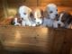 Cavalier King Charles Spaniel Puppies for sale in Olympia, WA, USA. price: NA