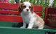 Cavalier King Charles Spaniel Puppies for sale in Abbeville, SC 29620, USA. price: NA