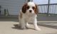 Cavalier King Charles Spaniel Puppies for sale in Garden City, ID, USA. price: $500