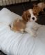 Cavalier King Charles Spaniel Puppies for sale in Orangeburg, SC 29115, USA. price: NA
