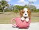 Cavalier King Charles Spaniel Puppies for sale in Orangeburg, SC 29115, USA. price: $450