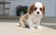 Cavalier King Charles Spaniel Puppies for sale in Tinley Park, IL, USA. price: NA