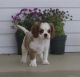 Cavalier King Charles Spaniel Puppies for sale in Shawnee, OK, USA. price: $500