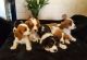 Cavalier King Charles Spaniel Puppies for sale in Wisconsin Rapids, WI, USA. price: NA