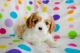 Cavalier King Charles Spaniel Puppies for sale in Nevada St, Newark, NJ 07102, USA. price: NA
