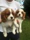 Cavalier King Charles Spaniel Puppies for sale in Delaware, OH 43015, USA. price: NA