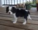 Cavalier King Charles Spaniel Puppies for sale in Washington Ave, Nutley, NJ 07110, USA. price: NA