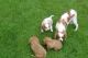 Cavalier King Charles Spaniel Puppies for sale in Wills Point, TX 75169, USA. price: NA