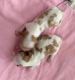 Cavalier King Charles Spaniel Puppies for sale in West Haven, UT, USA. price: NA