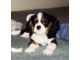 Cavalier King Charles Spaniel Puppies for sale in California Rd, Mt Vernon, NY 10552, USA. price: NA