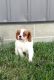 Cavalier King Charles Spaniel Puppies for sale in Montgomery, IN, USA. price: $1,000
