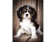 Cavalier King Charles Spaniel Puppies for sale in Virginia Beach, VA, USA. price: $450