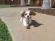 Cavalier King Charles Spaniel Puppies for sale in Fresno, CA, USA. price: NA