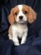 Cavalier King Charles Spaniel Puppies for sale in Belton Honea Path Hwy, Belton, SC 29627, USA. price: NA