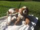 Cavalier King Charles Spaniel Puppies for sale in NEW New Paltz Plaza, New Paltz, NY 12561, USA. price: NA