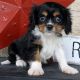 Cavalier King Charles Spaniel Puppies for sale in Green Bay, WI, USA. price: NA