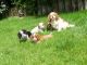 Cavalier King Charles Spaniel Puppies for sale in Belton Honea Path Hwy, Belton, SC 29627, USA. price: NA