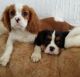 Cavalier King Charles Spaniel Puppies for sale in Crownsville, MD 21032, USA. price: NA
