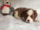Cavalier King Charles Spaniel Puppies for sale in Texas City, TX, USA. price: NA
