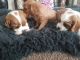 Cavalier King Charles Spaniel Puppies for sale in Maryland Line, MD 21105, USA. price: NA