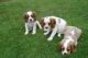Cavalier King Charles Spaniel Puppies for sale in Maryland Line, MD 21105, USA. price: NA