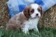 Cavalier King Charles Spaniel Puppies for sale in Indianapolis Blvd, Hammond, IN, USA. price: NA