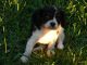Cavalier King Charles Spaniel Puppies for sale in California St, San Francisco, CA, USA. price: $400
