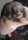 Cavalier King Charles Spaniel Puppies for sale in Fyffe, AL 35971, USA. price: NA