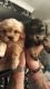 Cavalier King Charles Spaniel Puppies for sale in Charleston, SC, USA. price: NA