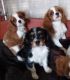 Cavalier King Charles Spaniel Puppies for sale in Portland, OR 97201, USA. price: NA