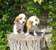 Cavalier King Charles Spaniel Puppies for sale in Charleston, SC 29401, USA. price: NA