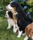 Cavalier King Charles Spaniel Puppies for sale in Blue Springs, MS 38828, USA. price: NA
